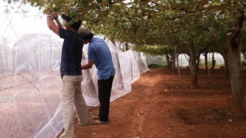 Thi công nhà lưới trồng cây táo