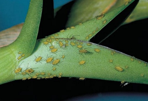 Bệnh rệp aphid có biểu hiện: Trên thân và lá cây sẽ có nhiều rệp xanh hoặc vàng nhỏ