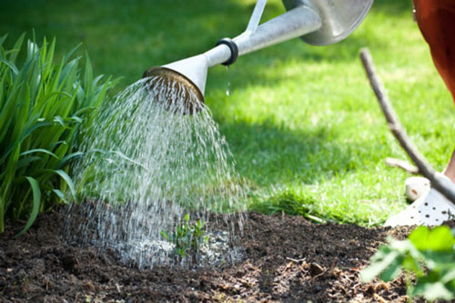 Bạn phải chú ý đến việc tưới nước cho vườn rau của mình