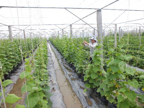 Mô hình nhà lưới trồng rau kín sử dụng lưới mùng màu trắng đục hoặc xanh lá cây