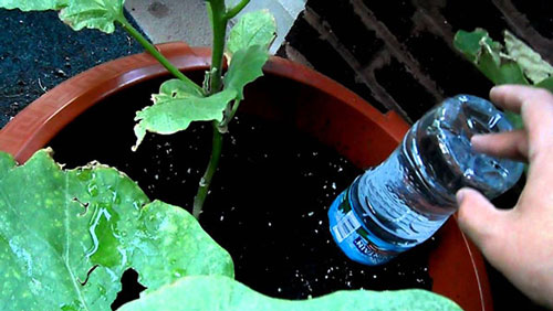 Dùng chai nhựa tiếp nước cho cây trồng mua nắng nóng