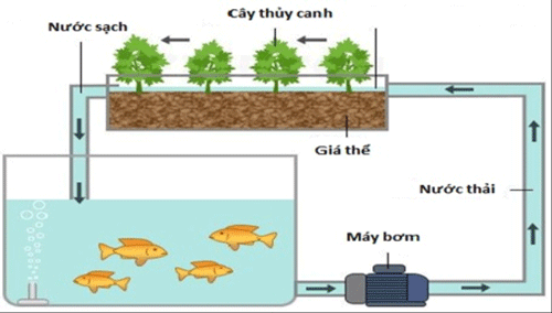 Mô hình trồng rau kết hợp nuôi cá đem lại những lợi ích gì