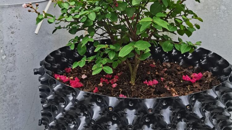 Bầu ươm V6 trồng cây cảnh Sử dụng bầu V6 trồng cây cảnh