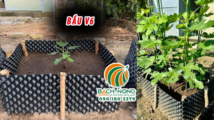 Trồng sung mỹ bằng bầu V6 Sử dụng bầu V6 trồng sung mỹ hiệu quả
