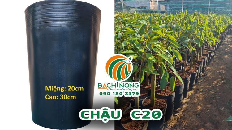 Chậu trồng sầu riêng C20 Chậu C20 trồng cây sầu non, kích thước 20cmx30cm, màu đen