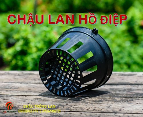 Sử dụng chậu nhựa trồng lan hồ điệp