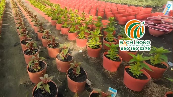 Trồng hoa mào gà bán tết trong chậu nhựa mềm Trồng hoa mào gà bán tết trong chậu nhựa dẻo màu đỏ