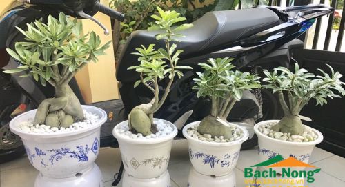Sử dụng chậu nhựa in hoa văn trồng cây sứ