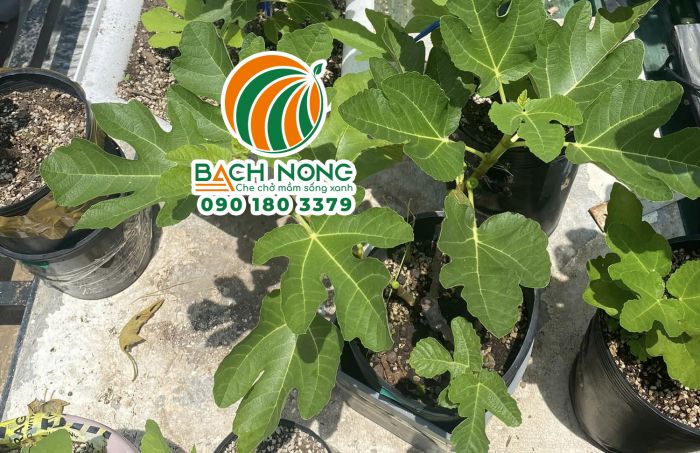 Sử dụng chậu nhựa mềm để nhân giống sung mỹ