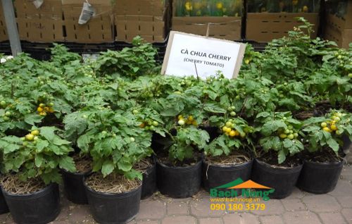 chậu nhựa dẻo trồng cây C6 (140 x 120) trồng cây cà chua