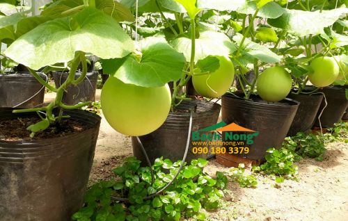 chậu nhựa dẻo trồng cây vĩ hiền C6 (140 x 120) dùng trồng dưa lưới