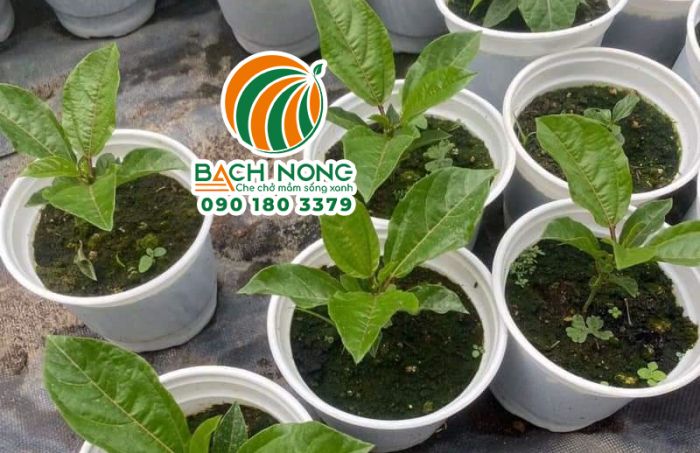 Ươm cây chanh dây bằng chậu nhựa mềm trắng