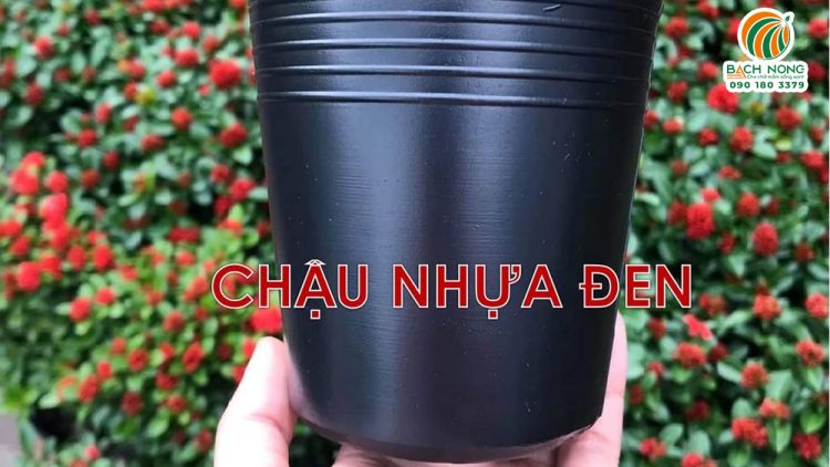 Chậu nhựa dẻo Vĩ Hiền loại nhỏ thích hợp ươm cây giống