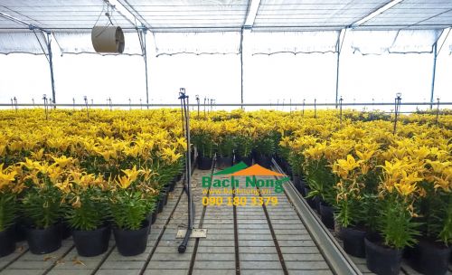 chậu nhựa trồng cây vĩ hiền C6 (140 x 120) trồng hoa ly ly