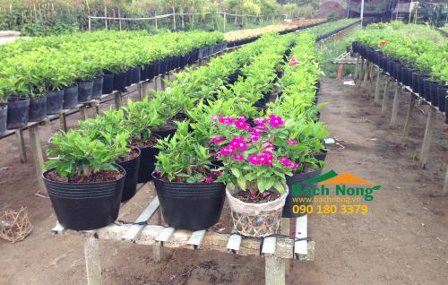 chậu nhựa trồng cây vĩ hiền C6 (140 x 120) sử dụng trồng cây trang
