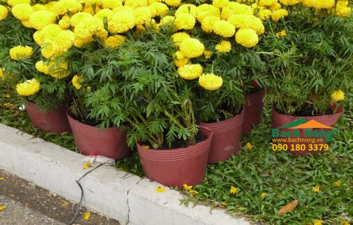 chậu nhựa mềm trồng cây vĩ hiền C6 (140 x 120) dùng trồng hoa vạn thọ dịp tết