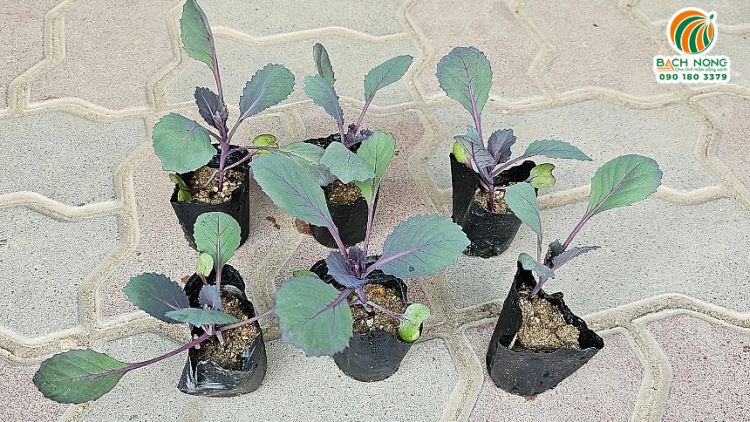 Chậu nhựa mềm Vĩ Hiền ươm cây rau