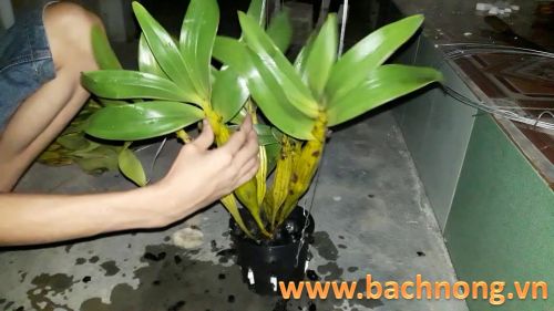 Thay chậu cho Lan Hoàng Lạp