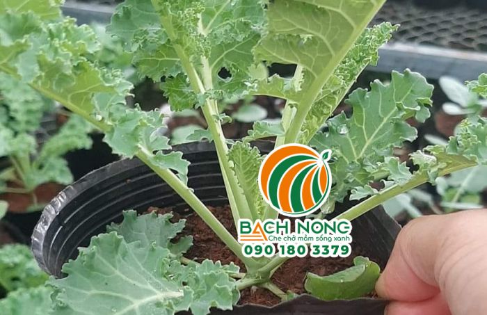 Trồng rau sạch bằng chậu C8 Chậu C8 trồng cải KALE hiệu quả và tiện lợi