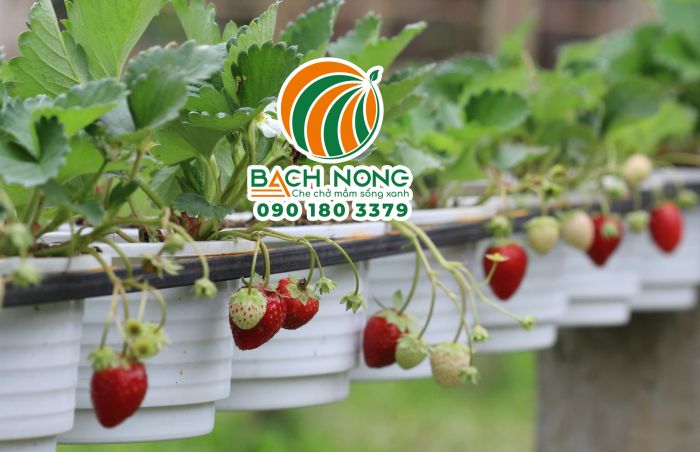Sử dụng chậu nhựa trắng trồng dâu tây