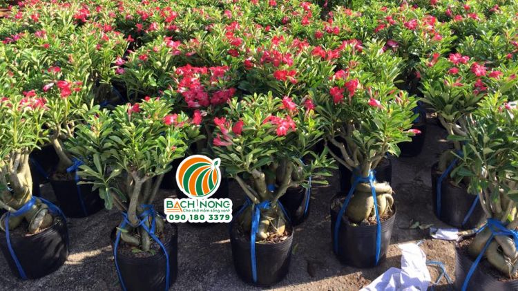 Chậu C8 trồng hoa sứ Nhà vườn sử dụng chậu C8 để trồng hoa sứ