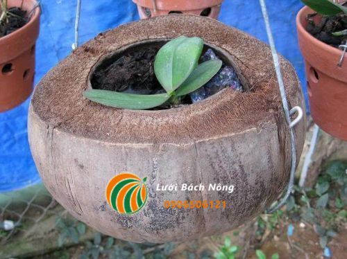 Làm chậu trồng Lan bằng quả dừa khô Làm chậu trồng Lan bằng quả dừa khô