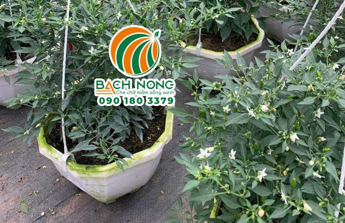 Trồng ớt hiểm bằng chậu nhựa treo vừa trang trí vừa tiết kiệm không gian