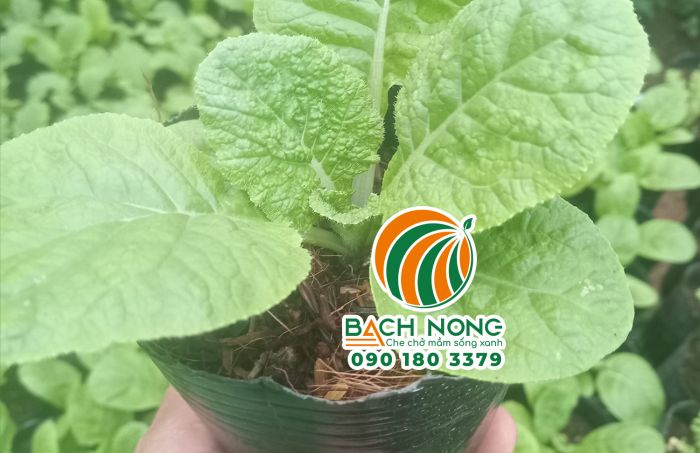 Trồng giống cải Hàn Quốc bằng chậu nhựa