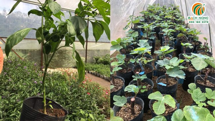 Ươm cây ớt và giâm cành Sung Mỹ bằng chậu nhựa mềm đen