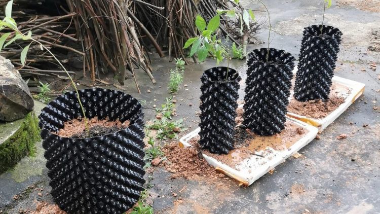 Ươm cây bằng bầu ươm V6 Sử dụng bầu V6 nhiều kích thước để ươm cây giống