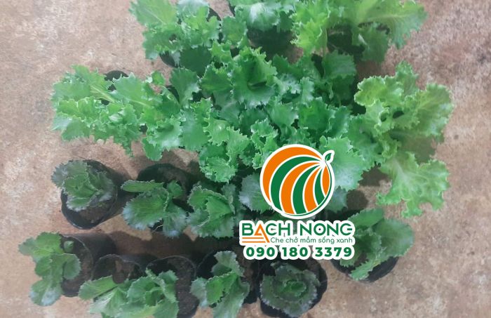 Ươm xà lách non bằng chậu C5