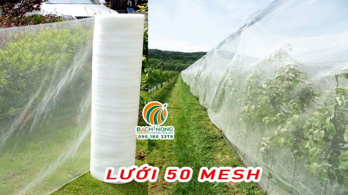 Làm nhà lưới ngăn côn trùng gây hại bằng lưới 50 mesh