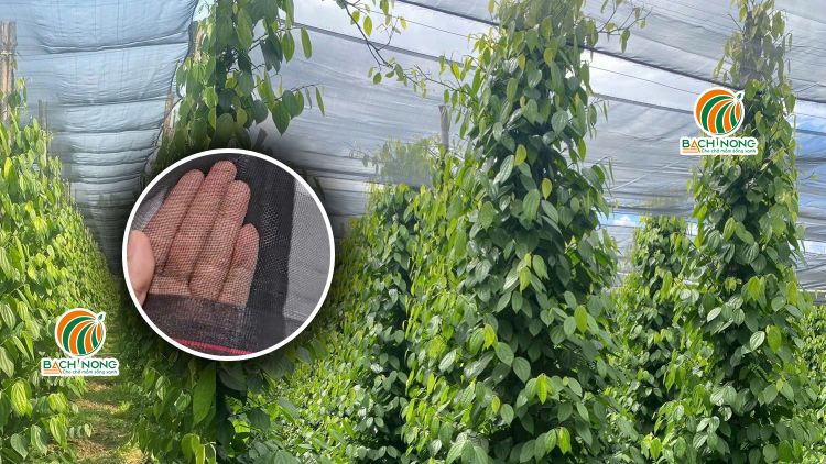 Cận cảnh lưới 18mesh màu đen che phủ vườn tiêu để che nắng và ngăn côn trùng