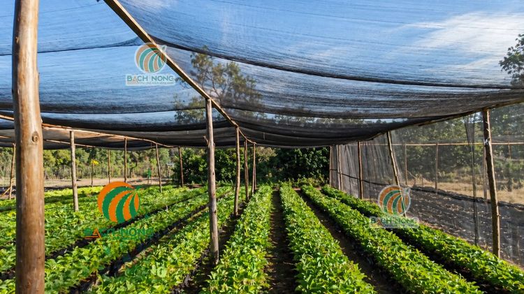 Sử dụng lưới cước đen che nắng cho vườn rau