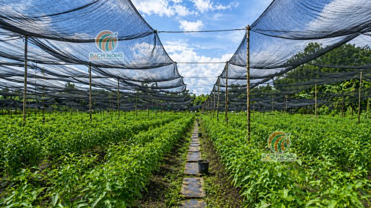 Sử dụng lưới cước đen che nắng cho vườn rau quế