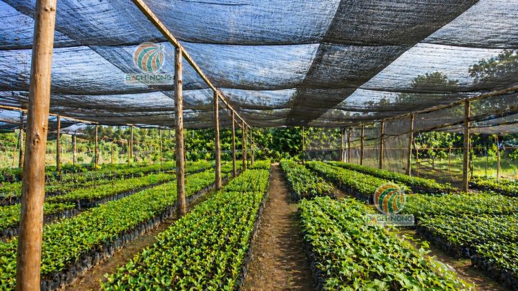 Lưới mùng che vườn ươm cây giống vừa chống nắng 30%, vừa ngăn côn trùng