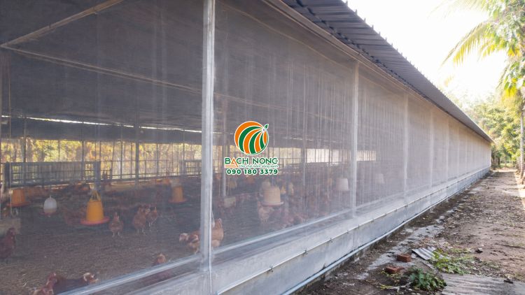 Lưới mùng che chuồng gà hạn chế ruồi muỗi gây hại