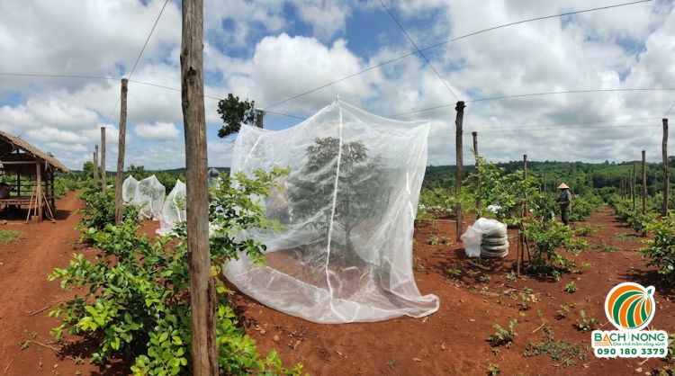 Sử dụng lưới mùng Bách Nông cho cây ăn quả để ngăn ruồi vàng hiệu quả