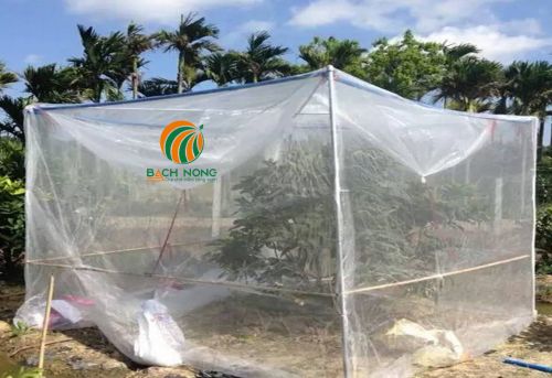 Trùm lưới ngăn côn trùng cho cây có múi