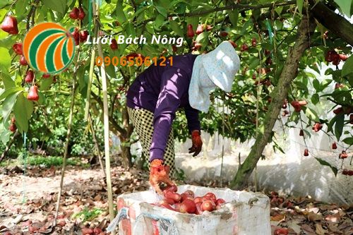 Cách kích thích cây mận ra hoa 6 Trùm lưới cho cây mận để ngăn sâu bệnh và ruồi vàng