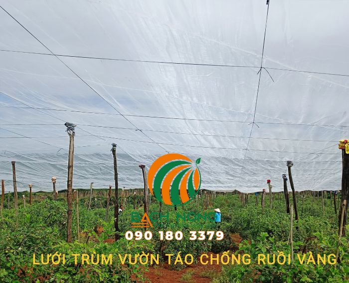 Hoàn thành nhà lưới trồng táo sử dụng lưới 16 mesh