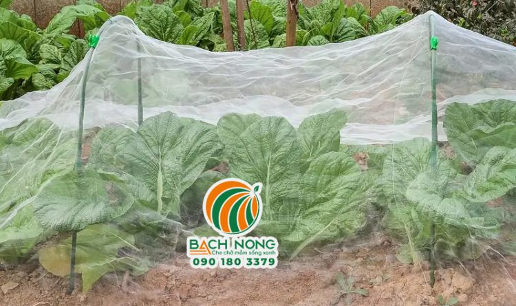Phủ lưới chắn côn trùng cho rau cải