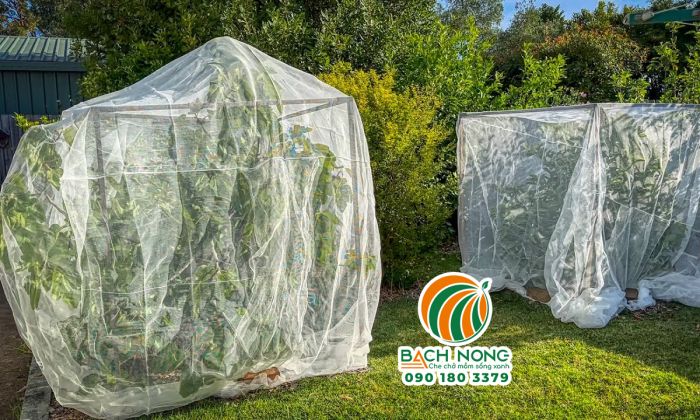 Trùm lưới cho cây ổi để bảo vệ quả