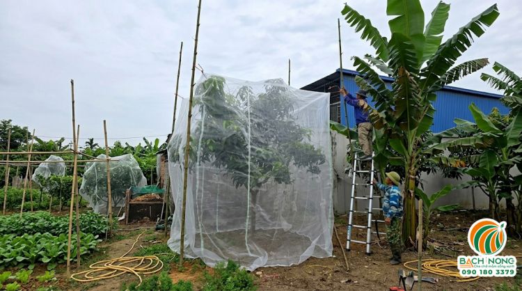 Kh&aacute;ch h&agrave;ng sử dụng lưới m&ugrave;ng may sẵn tr&ugrave;m cho c&acirc;y xo&agrave;i để ngăn ruồi v&agrave;ng ch&iacute;ch quả