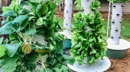 Rau phát triển tốt trong tháp thủy canh