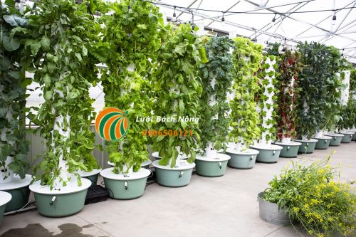 Trồng rau sạch bằng tháp thủy canh
