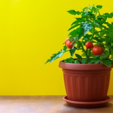 5 loại rau dễ trồng nhất trong vườn ban công của bạn