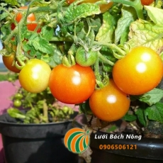 Cách trồng cà chua trong chậu, thùng xốp