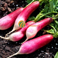 Cách trồng củ cải trong chậu