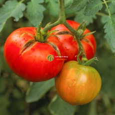 3 mẹo ngăn cà chua bị nứt vỏ